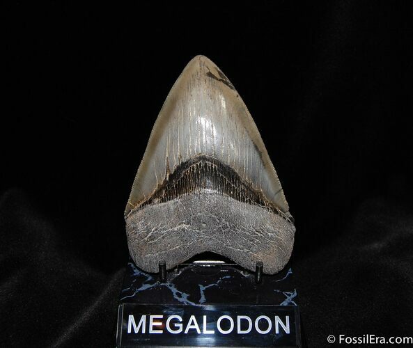 Collector Grade Inch Megalodon Tooth #74